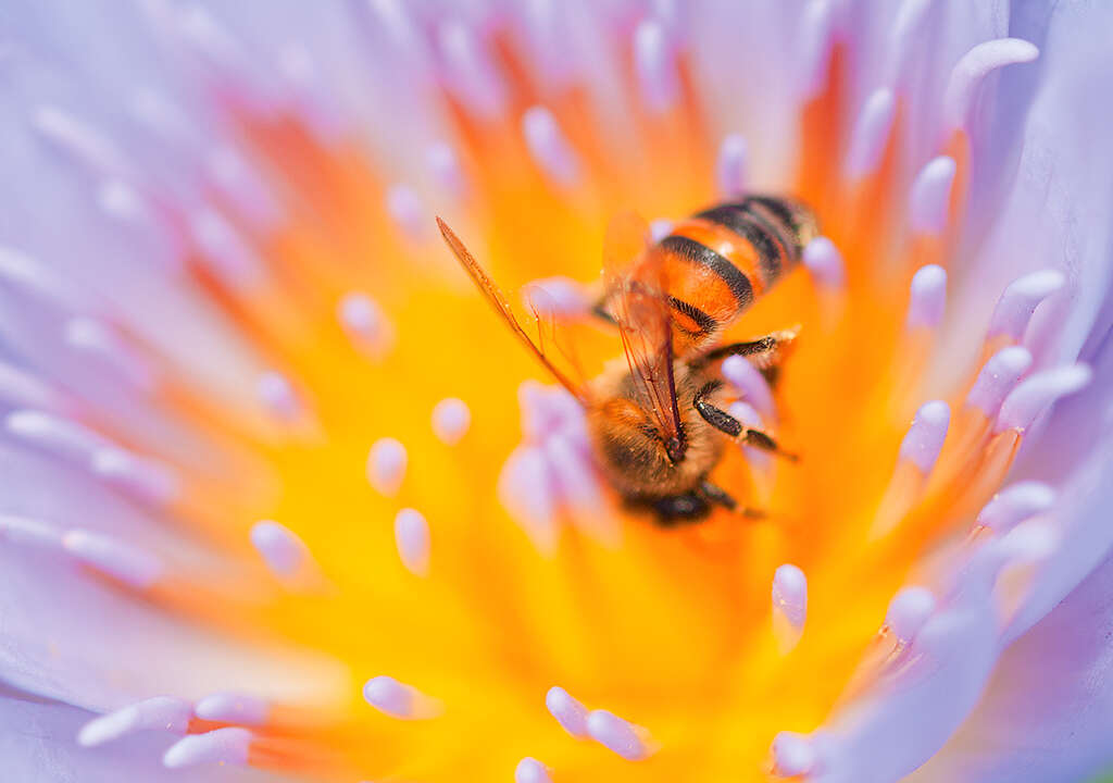 Image de Nénuphar bleu