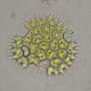 Imagem de Pseudopediastrum boryanum