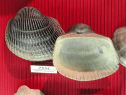 Image of Blood clam
