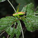 Image of Andreiniimon nuptialis (Karny 1918)