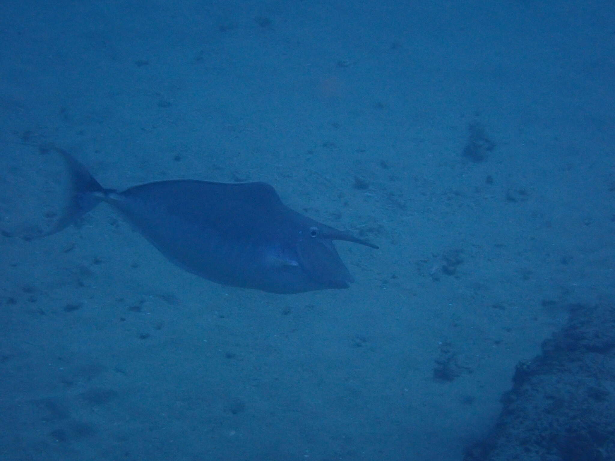 Image of Humpback Unicornfish