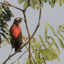 Image of White-browed Blackbird