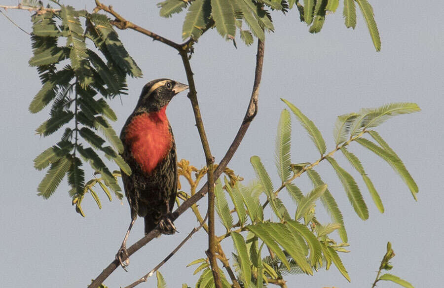 Image of White-browed Blackbird