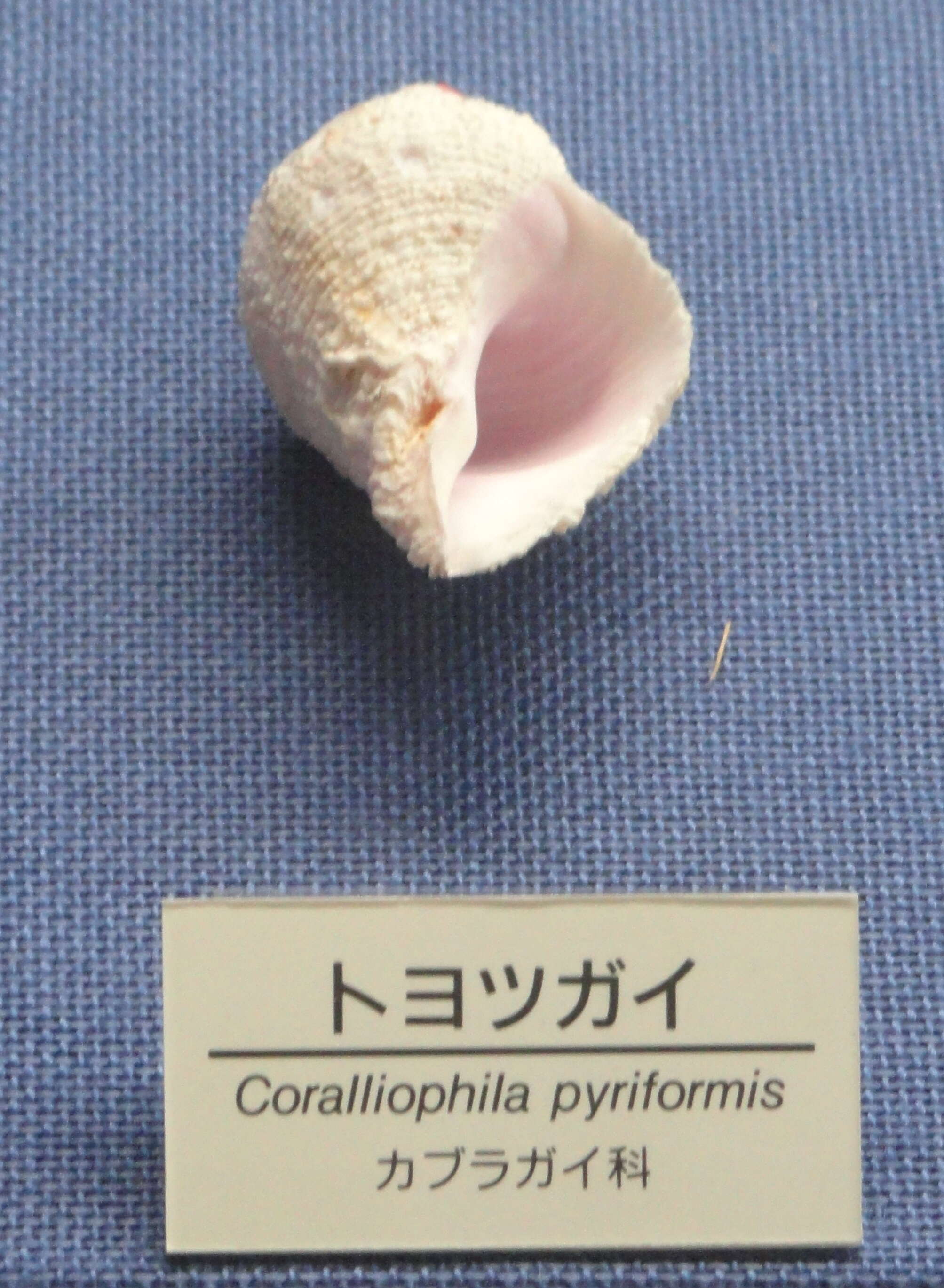 Image of pear-shaped coralsnail