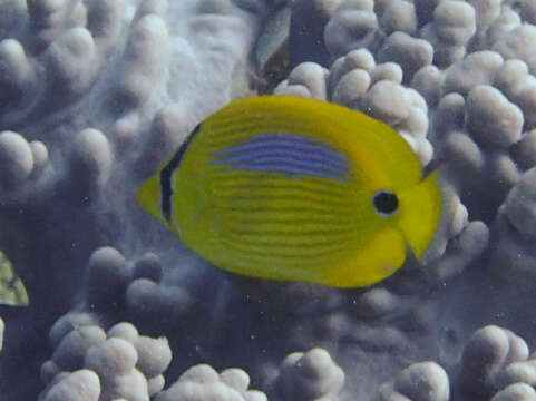 Image of Blue-dash Butterflyfish