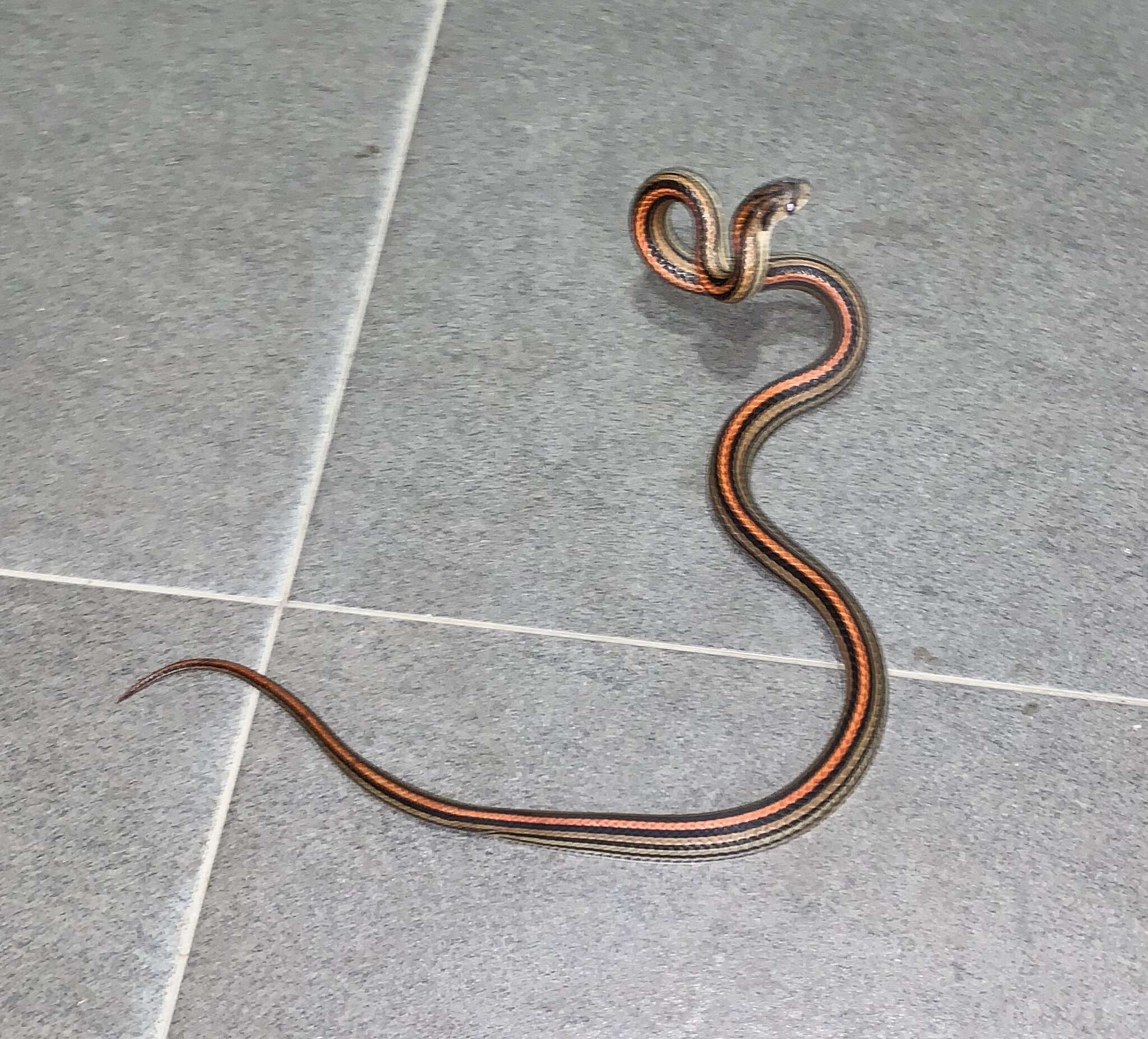 Image of Eight-lined Kukri Snake