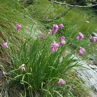 Image of Allium narcissiflorum Vill.