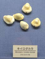 Image of cowry