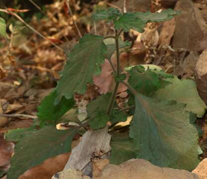 Слика од Pogostemon purpurascens Dalzell