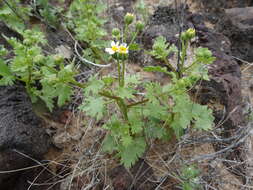 Image of Emory's rockdaisy