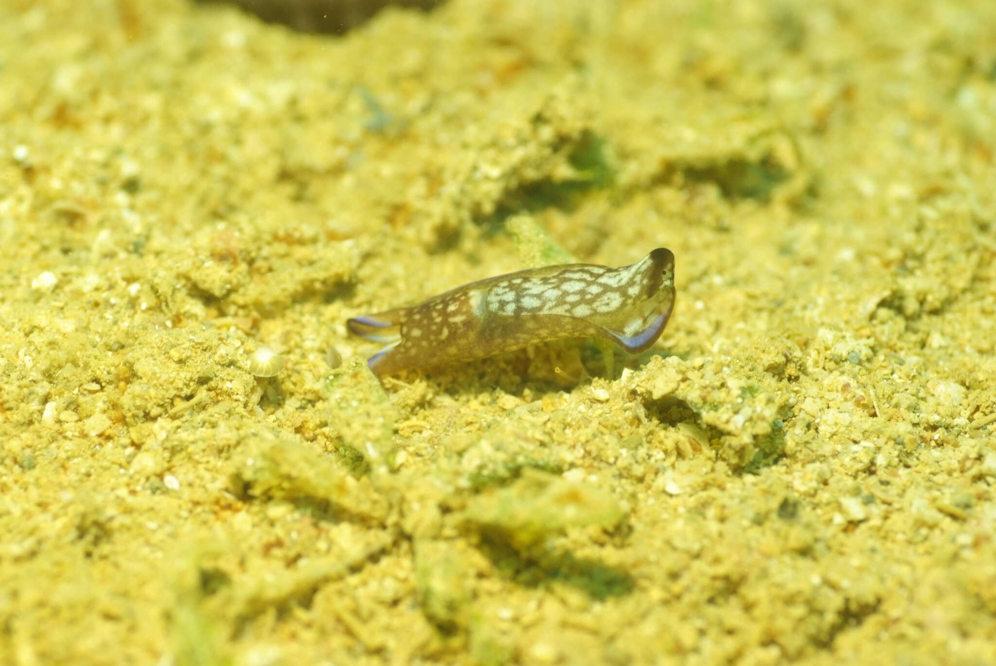 Image of Tubulophilinopsis reticulata (Eliot 1903)