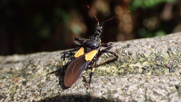 Image de Apiomerus binotatus Champion 1899