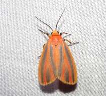 Image of Scarlet-winged Lichen Moth