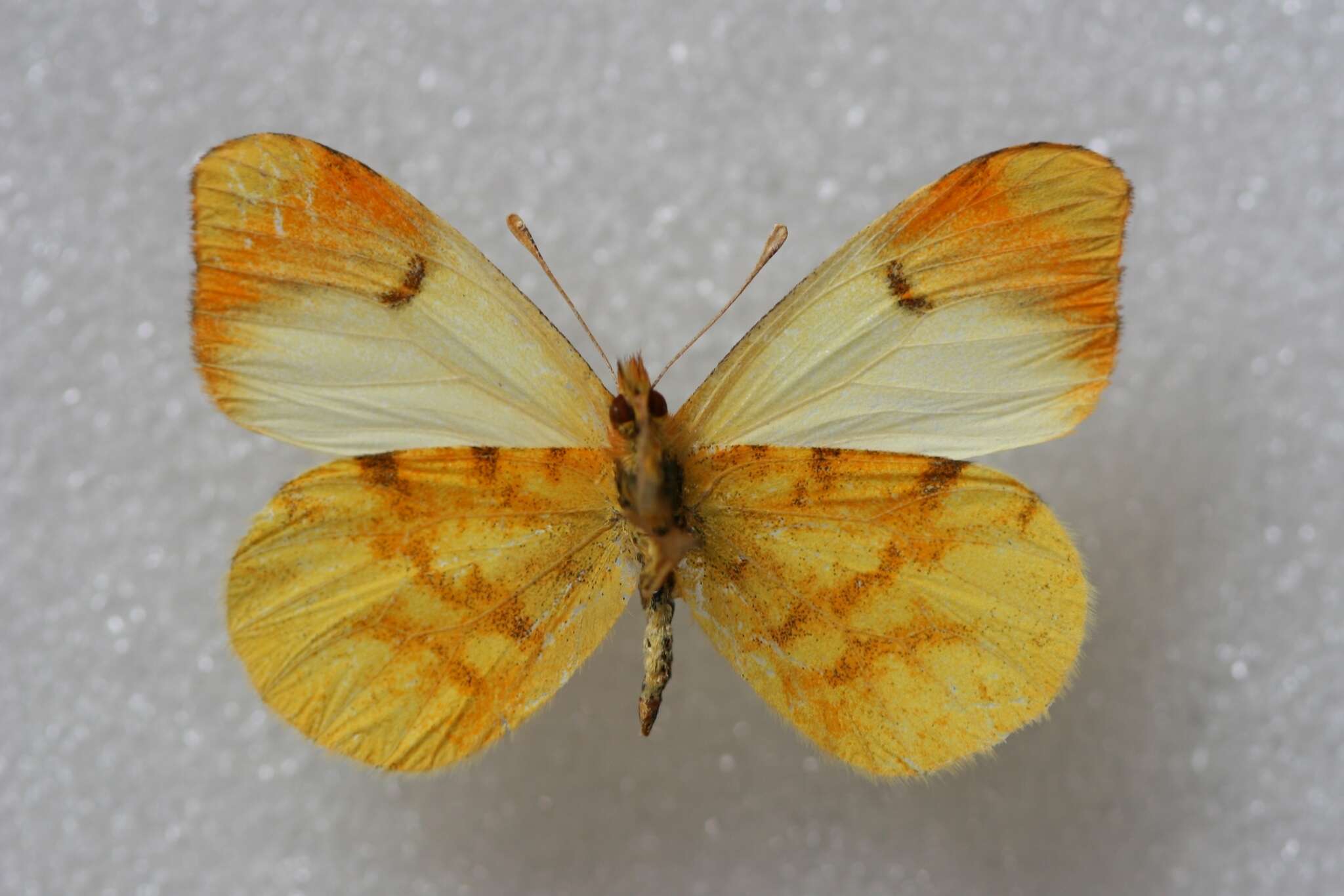 Image of Moroccan Orange Tip