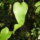 صورة Smilax fluminensis Steud.