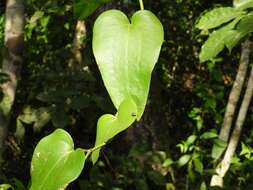 Image of Smilax fluminensis Steud.