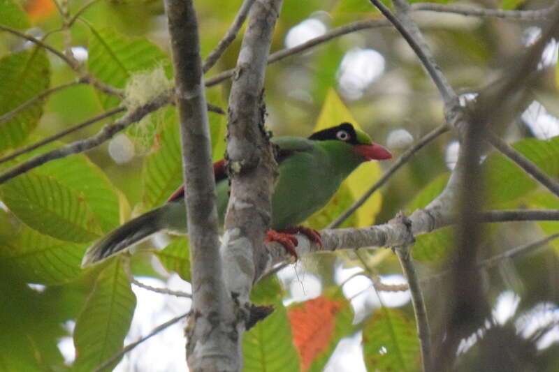 Image of Bornean Green Magpie