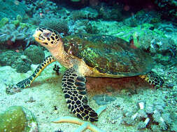 Image of Eretmochelys