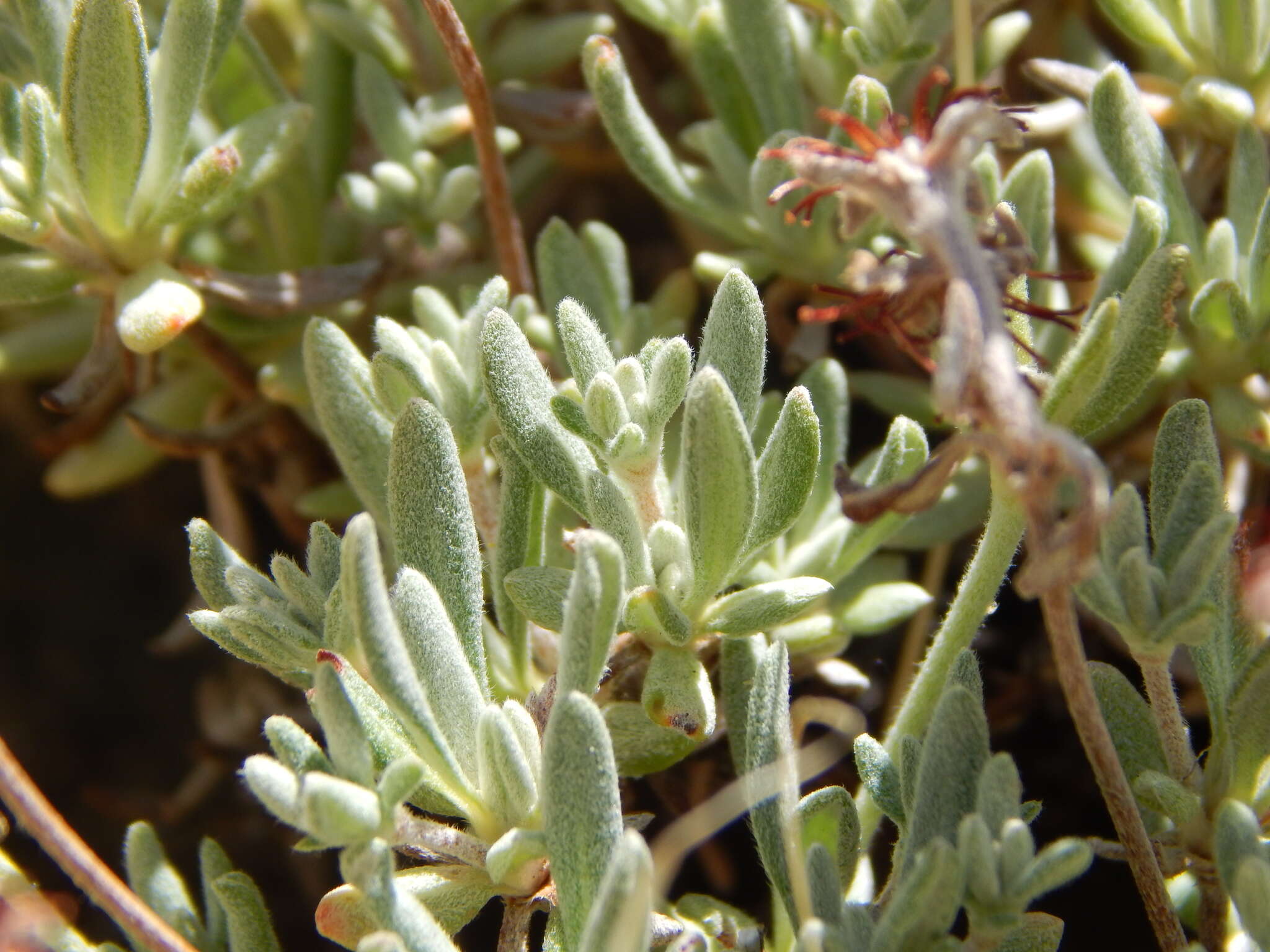 Image of rock buckwheat