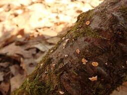 Image of Lachnellula agassizii (Berk. & M. A. Curtis) Dennis 1962