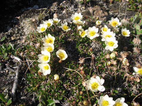 Image of entireleaf mountain-avens