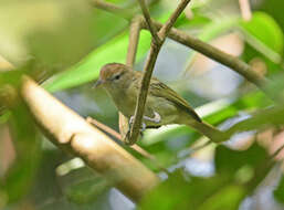 Image of Pachysylvia hypoxantha (Pelzeln 1868)