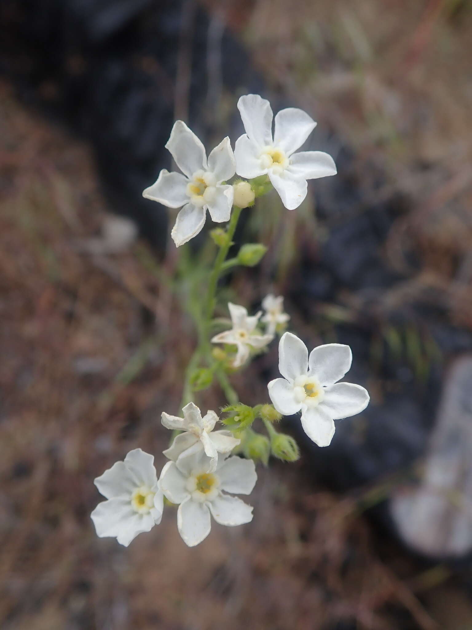 Imagem de Hackelia diffusa var. arida (Piper) R. L. Carr