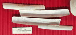Image of Gould's razor shell