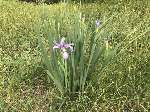 Image de Iris pseudonotha Galushko