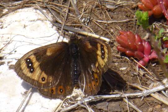 Image of Spring ringlet