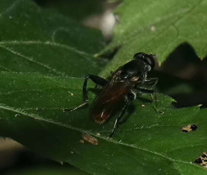 Image of Xylota bicolor Loew 1864