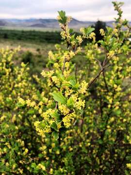 Image of Siberian currant