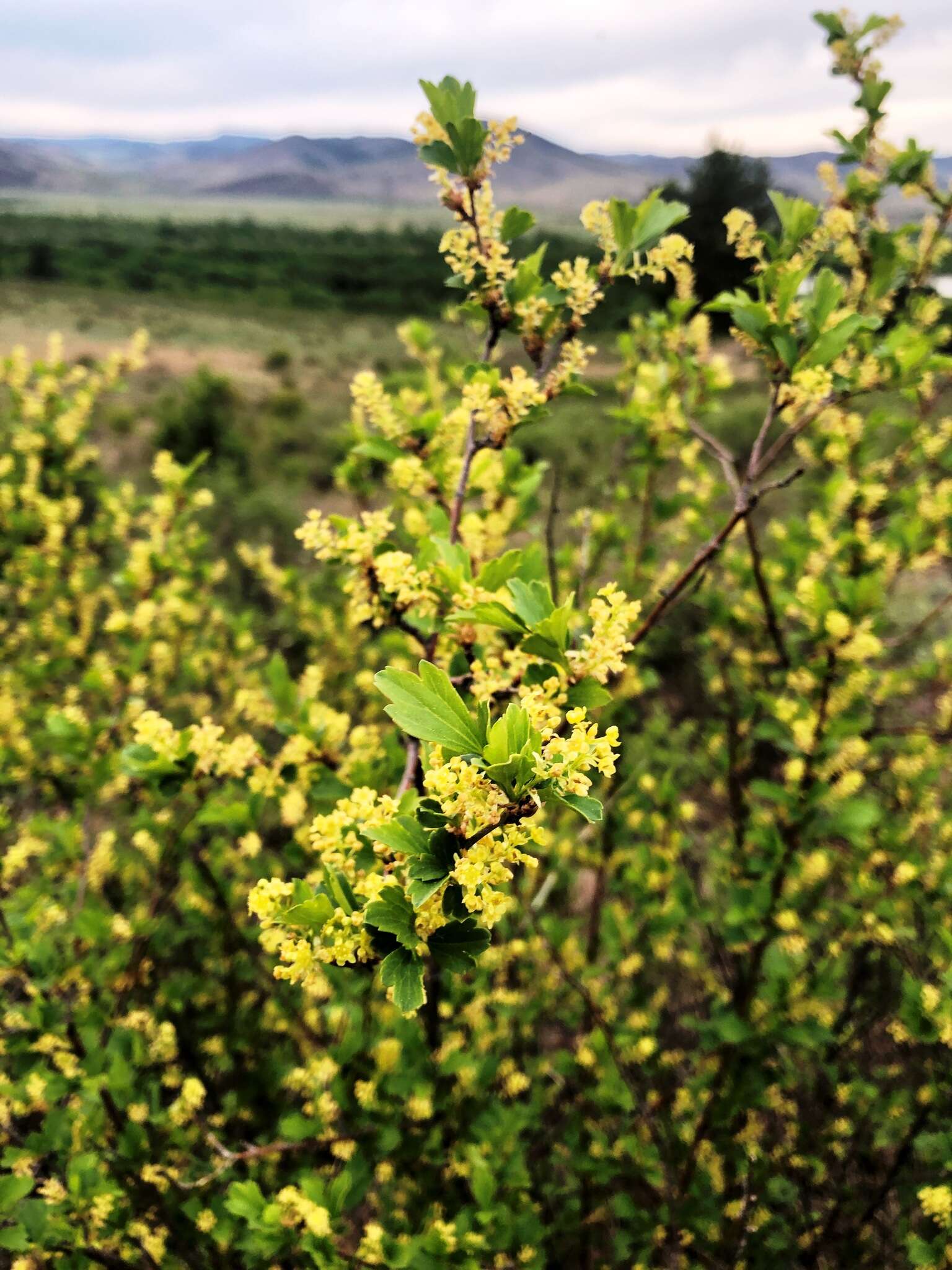 Plancia ëd Ribes diacanthum Pall.