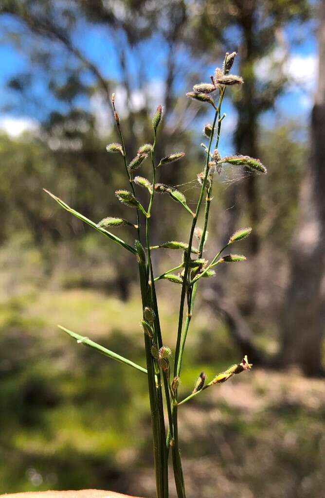 Plancia ëd Ancistrachne uncinulata (R. Br.) S. T. Blake