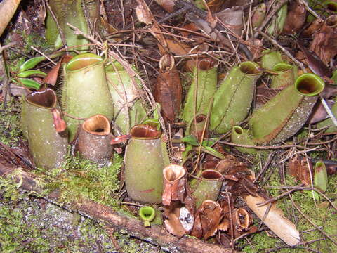 Image of Flask-Shaped Pitcher-Plant