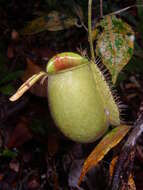 Image of Flask-Shaped Pitcher-Plant