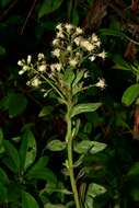 صورة Baccharis multiflora Kunth