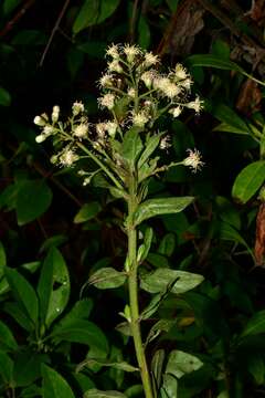 Plancia ëd Baccharis multiflora Kunth