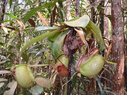 Image of Flask-Shaped Pitcher-Plant