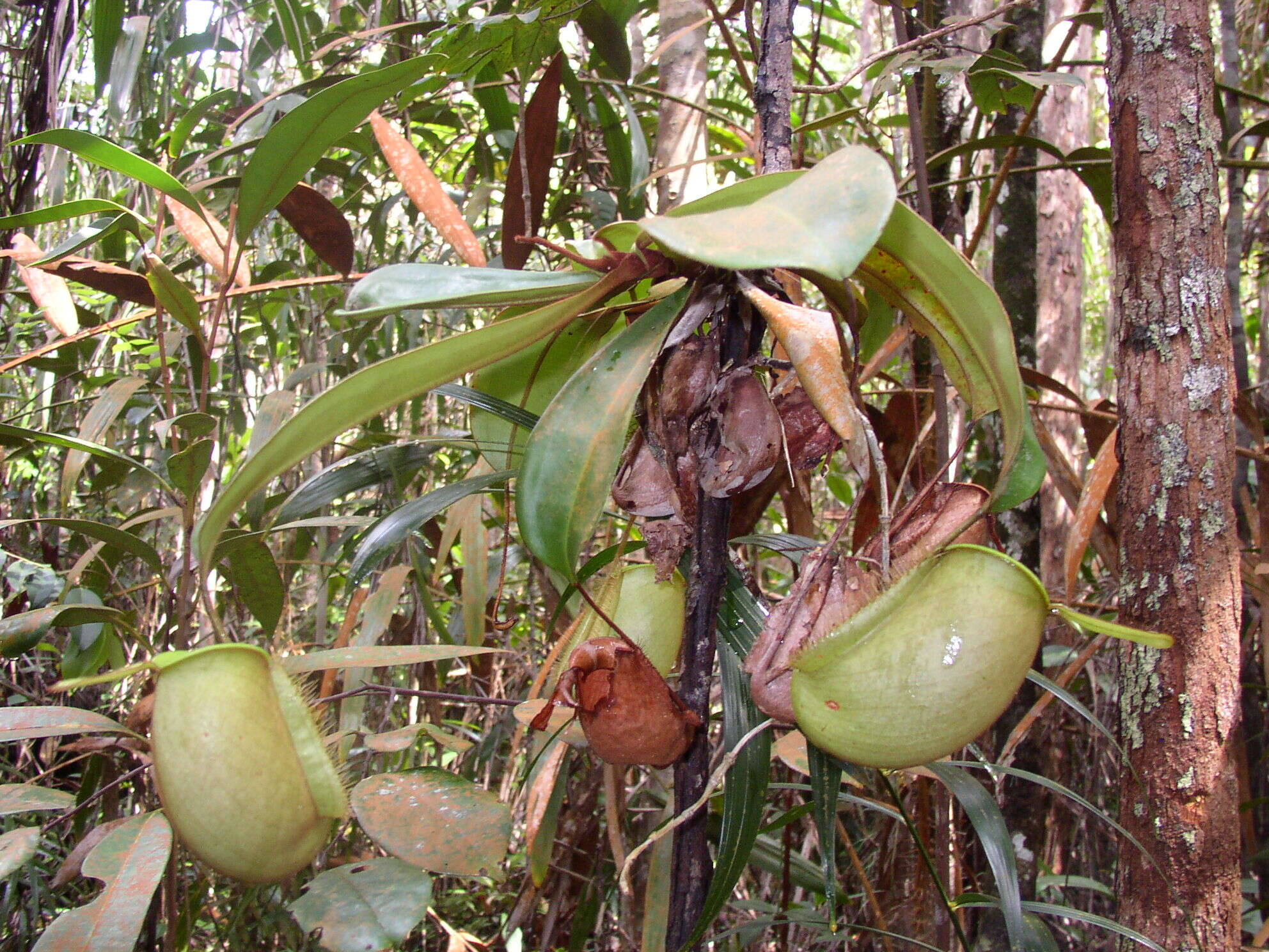 Image of Flask-Shaped Pitcher-Plant