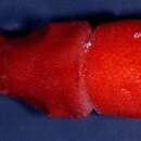 Image of Deepsea Squid