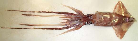 Image of Firefly squid