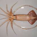 Image of Greater Hooked Squid