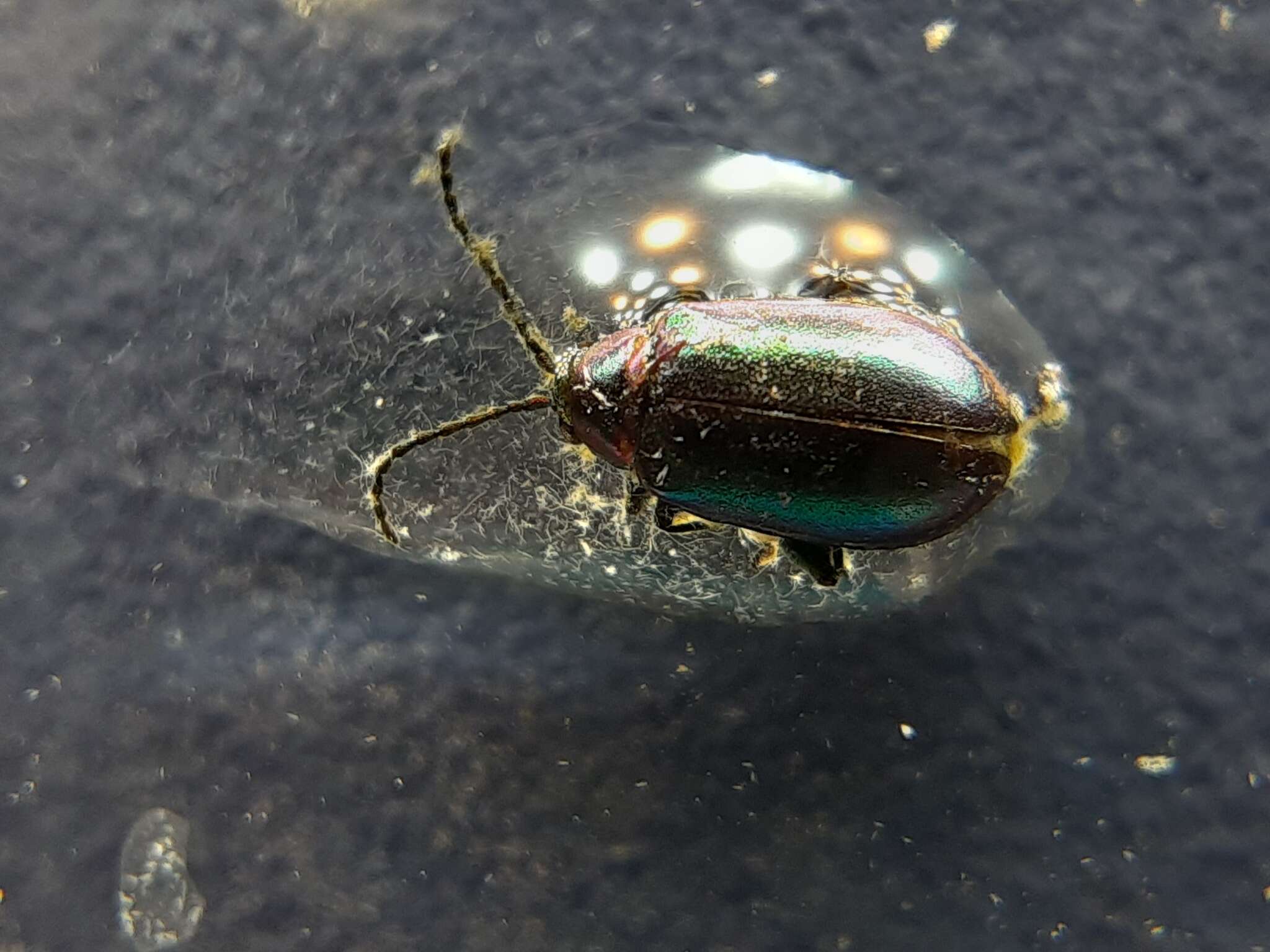 Image of Leaf beetle