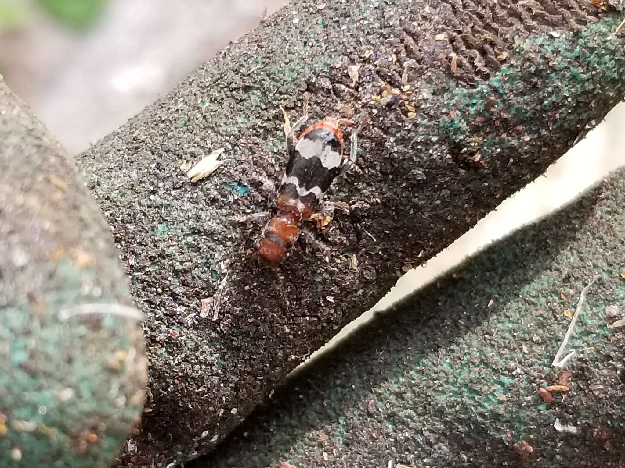 Image of Wavering Checkered Beetle