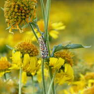 Image of crimson speckled