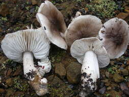 Image of Tricholoma griseoviolaceum Shanks 1996