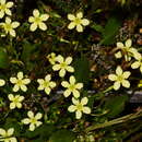 Image of Ornduffia parnassifolia (Labill.) Tippery & Les