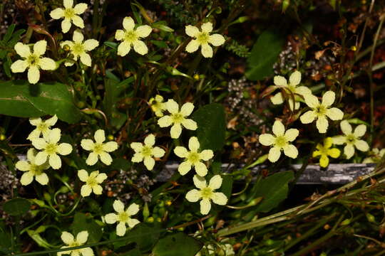 Слика од Ornduffia parnassifolia (Labill.) Tippery & Les