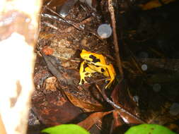 Image of Dyeing Poison Frog